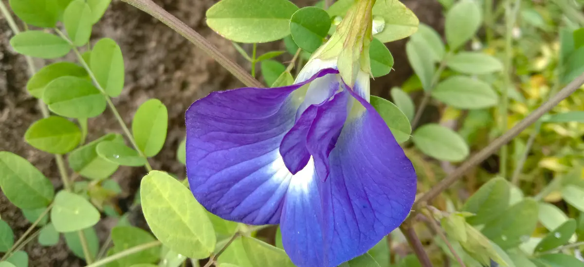 Shankhapushpi (Convolvulus pluricaulis) in pediatric mental health and learning enhancement